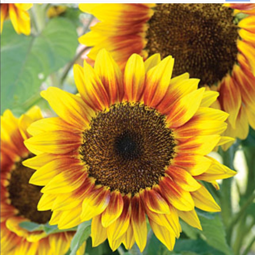 Meet your Posher, Ivy